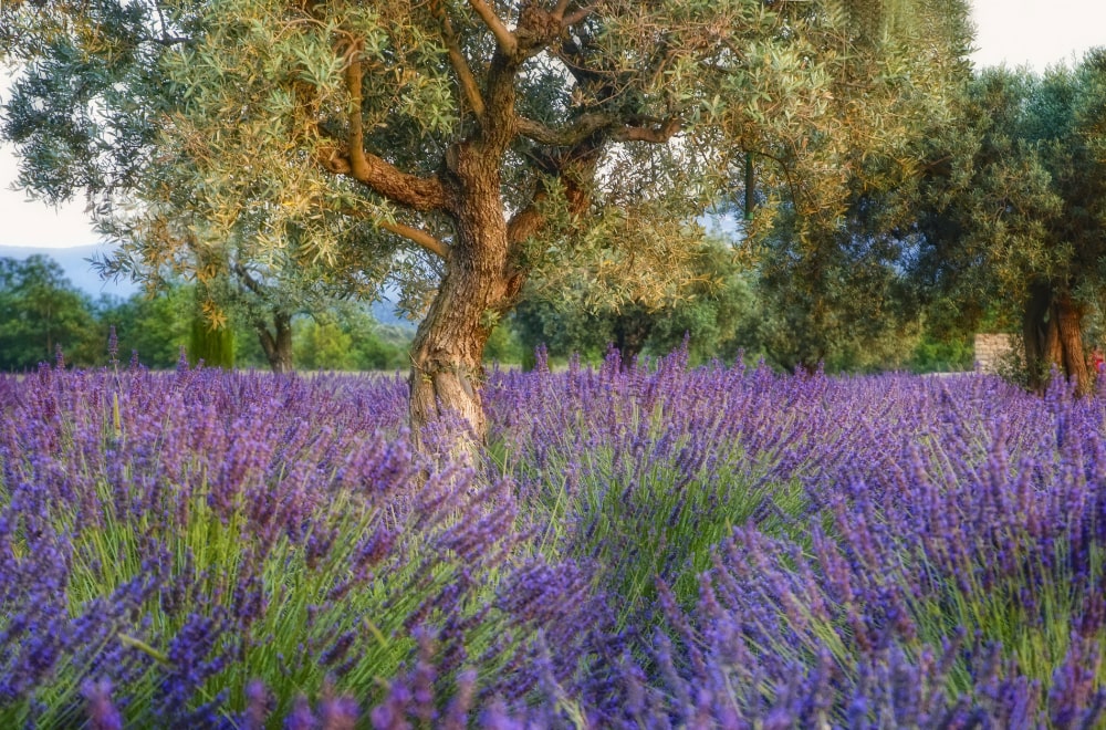 lavande et olivier